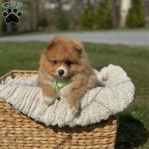 Rusty, Pomeranian Puppy