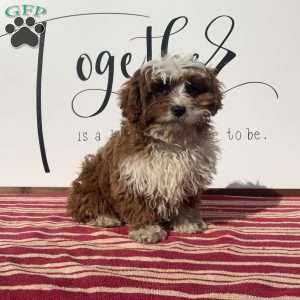 Sammie, Cavapoo Puppy