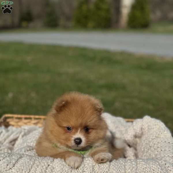 Rusty, Pomeranian Puppy