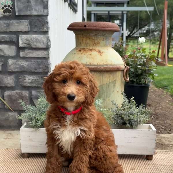 Tiffany, Goldendoodle Puppy