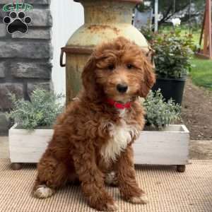 Tiffany, Goldendoodle Puppy