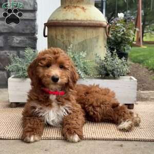 Tiffany, Goldendoodle Puppy