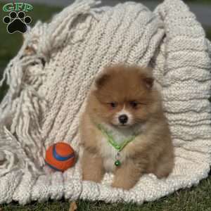 Rusty, Pomeranian Puppy