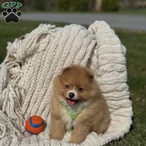 Rusty, Pomeranian Puppy