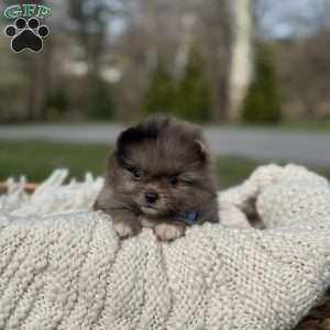 Oreo, Pomeranian Puppy