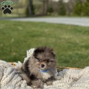Oreo, Pomeranian Puppy