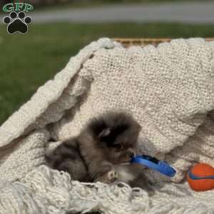 Oreo, Pomeranian Puppy