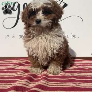 Sammie, Cavapoo Puppy