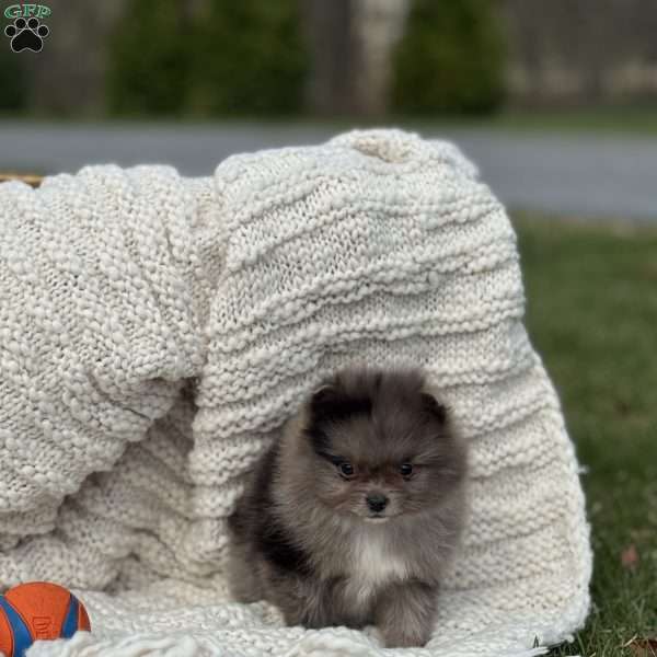 Oreo, Pomeranian Puppy