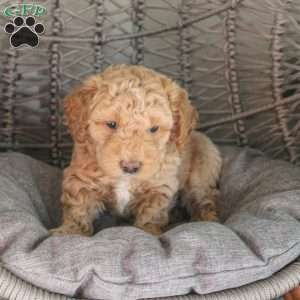 Seahawk, Mini Sheepadoodle Puppy