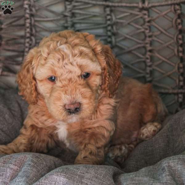 Seahawk, Mini Sheepadoodle Puppy