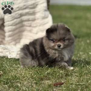 Oreo, Pomeranian Puppy