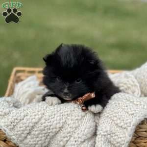Jet, Pomeranian Puppy