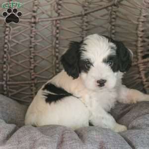 Raven, Mini Sheepadoodle Puppy