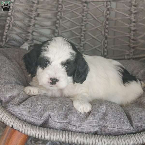 Raven, Mini Sheepadoodle Puppy