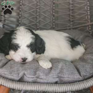 Raven, Mini Sheepadoodle Puppy