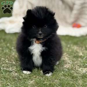 Jet, Pomeranian Puppy