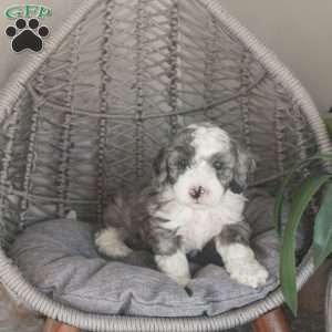 Patriot, Mini Sheepadoodle Puppy