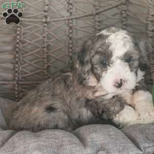Patriot, Mini Sheepadoodle Puppy