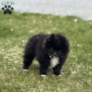 Jet, Pomeranian Puppy