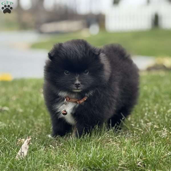 Jet, Pomeranian Puppy