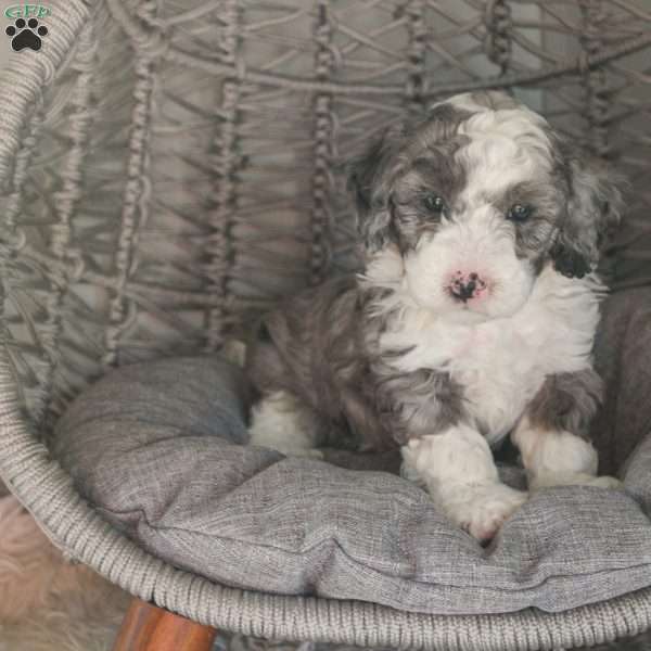 Patriot, Mini Sheepadoodle Puppy