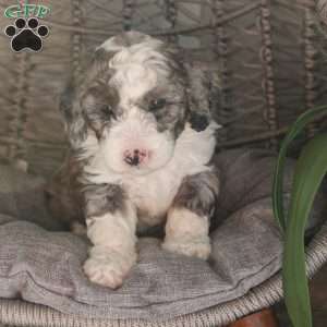 Patriot, Mini Sheepadoodle Puppy