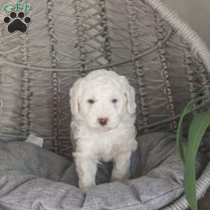 Jet, Mini Sheepadoodle Puppy