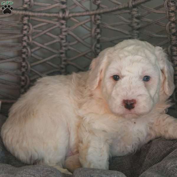Jet, Mini Sheepadoodle Puppy