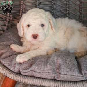Jet, Mini Sheepadoodle Puppy