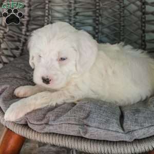 Dolphin, Mini Sheepadoodle Puppy