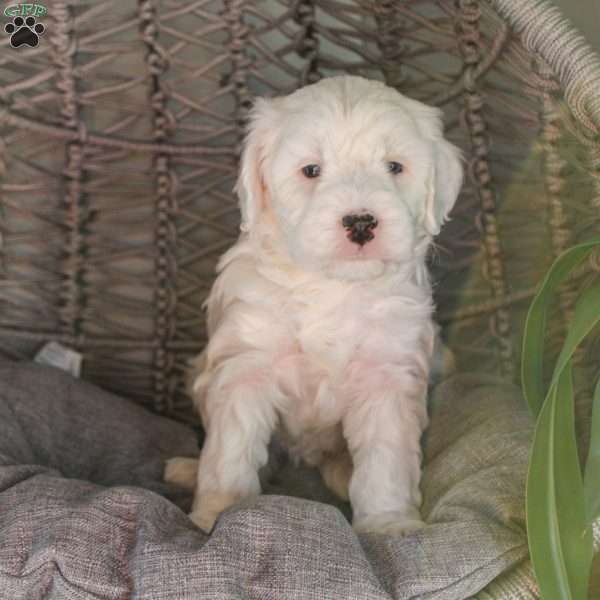 Dolphin, Mini Sheepadoodle Puppy