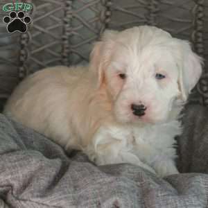 Dolphin, Mini Sheepadoodle Puppy