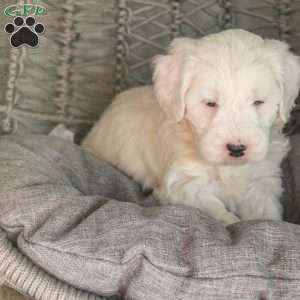Dolphin, Mini Sheepadoodle Puppy