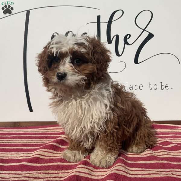 Sammie, Cavapoo Puppy