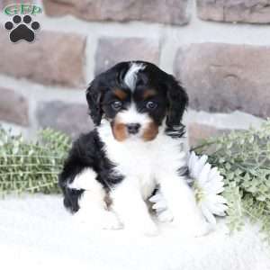 Navy, Cavapoo Puppy