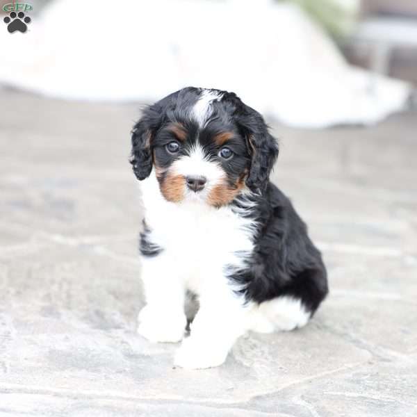 Navy, Cavapoo Puppy