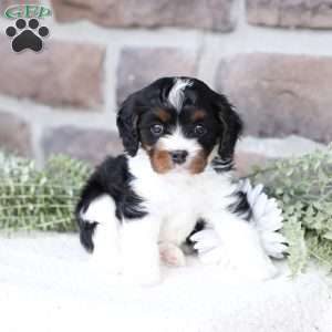 Navy, Cavapoo Puppy