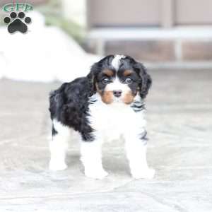 Navy, Cavapoo Puppy