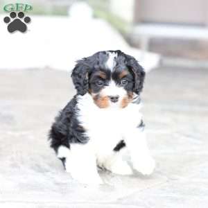 Navy, Cavapoo Puppy