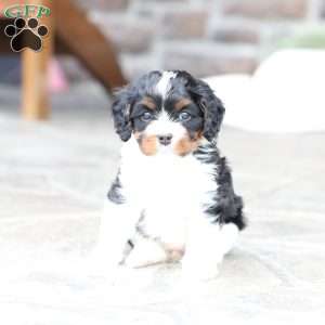 Navy, Cavapoo Puppy