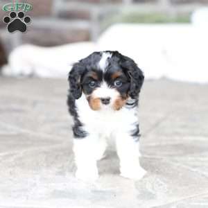 Navy, Cavapoo Puppy