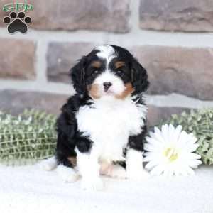 Nate, Cavapoo Puppy