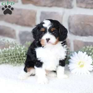 Nate, Cavapoo Puppy