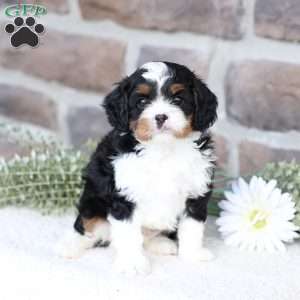 Nate, Cavapoo Puppy