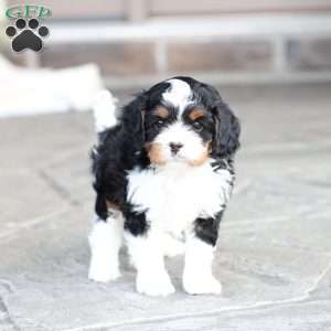 Nate, Cavapoo Puppy