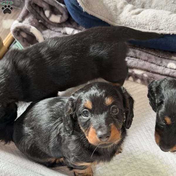 Cupcake(Mini), Dachshund Puppy