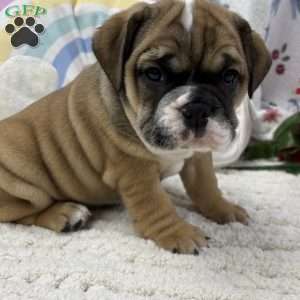 Lottie, Miniature Bulldog Puppy