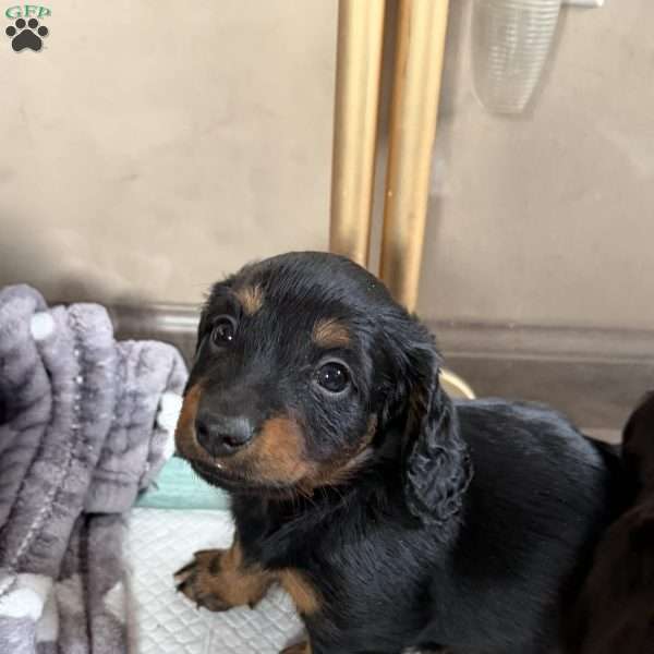 Fudge(Mini), Dachshund Puppy