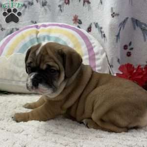 Lottie, Miniature Bulldog Puppy